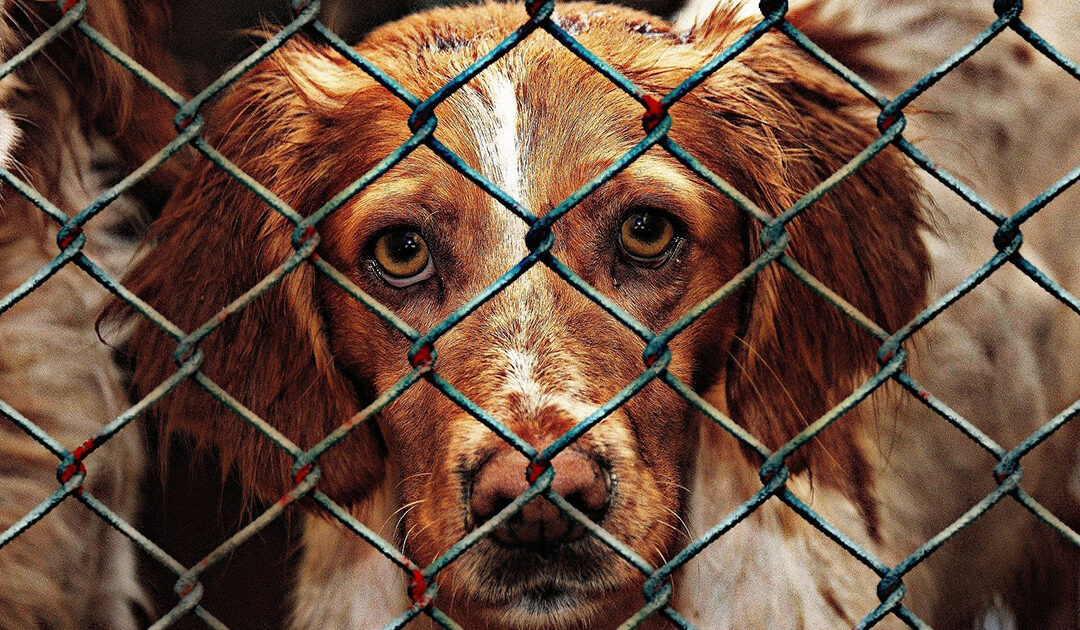 Presentamos alegaciones a la modificación del delito de maltrato animal del Gobierno, un proyecto lleno de desaciertos