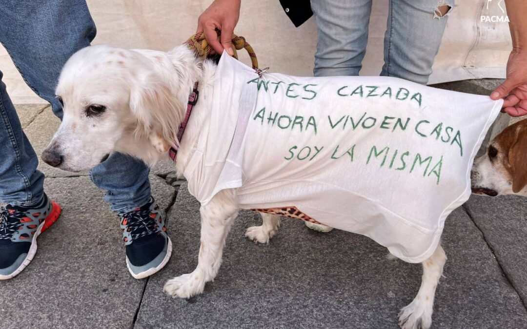 PACMA se reúne con el PSOE para reclamarles que no se excluya a los perros de caza