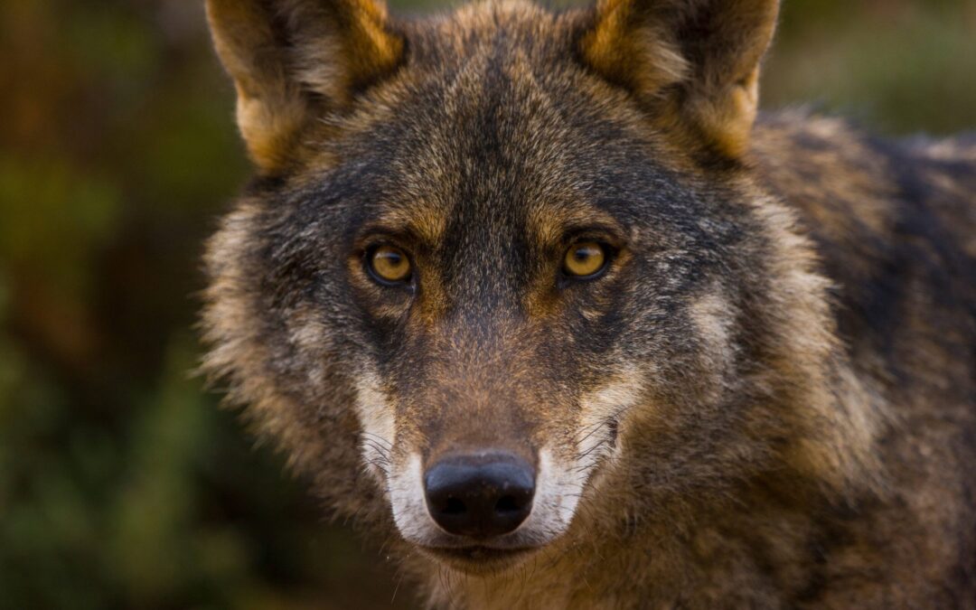 El Gobierno de Asturias sigue empeñado en matar lobos