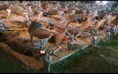 PACMA denuncia públicamente la matanza de 156 animales en una montería en una finca de titularidad de la Junta de Andalucía en Villanueva del Rey