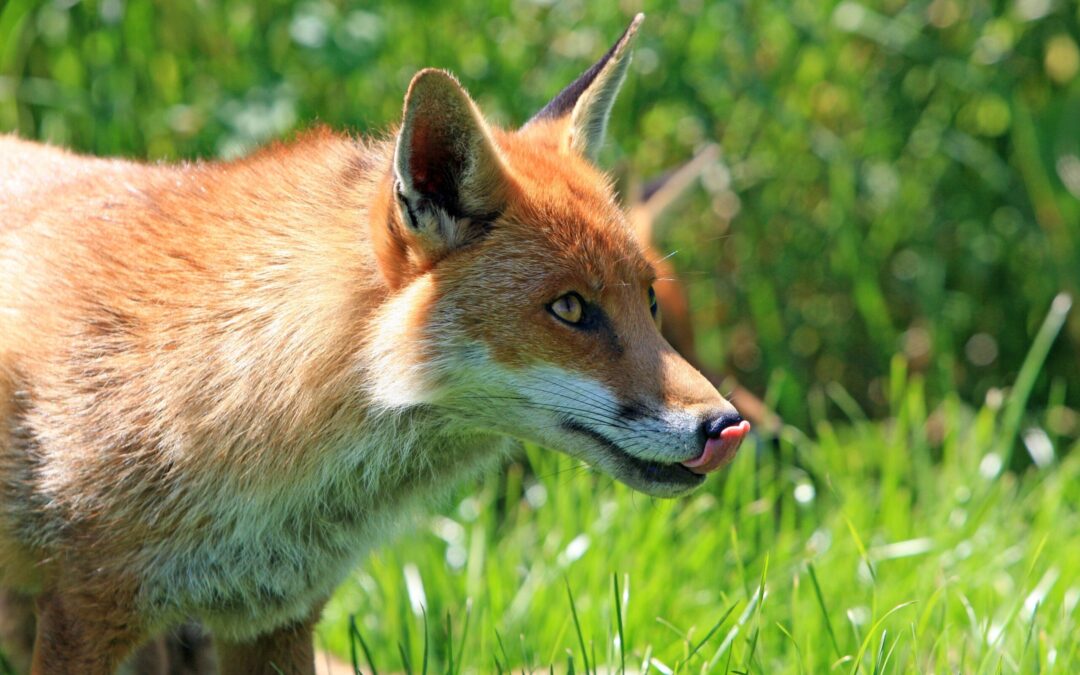 PACMA desafía a los cazadores y los llama «alimañas» en su nueva campaña contra la caza del zorro