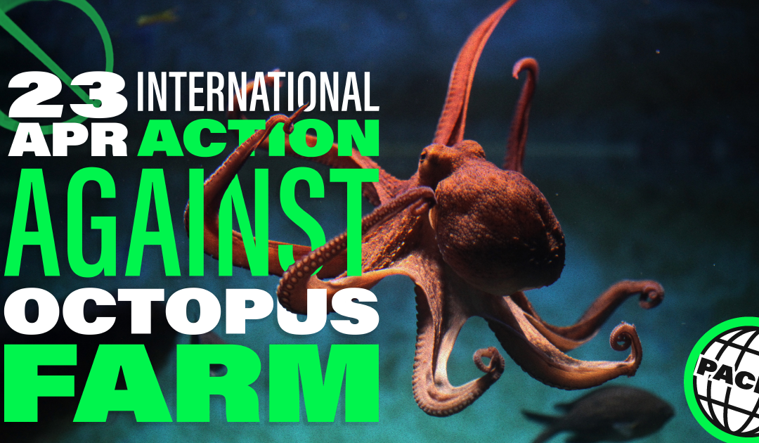 Save The Octopuses: We call for a new international action against the octopus farm in Las Palmas de Gran Canaria