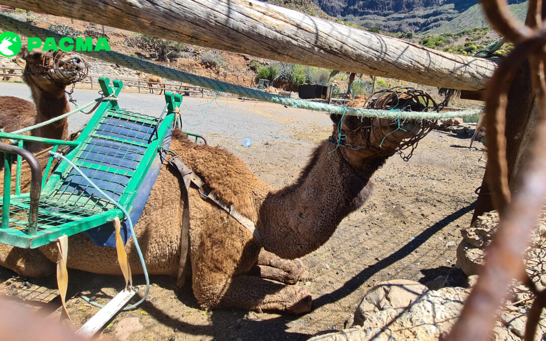 Camellos con bozales atados a vallas oxidadas y rotas: PACMA Canarias documenta el Camel Safari de San Bartolomé de Tirajana