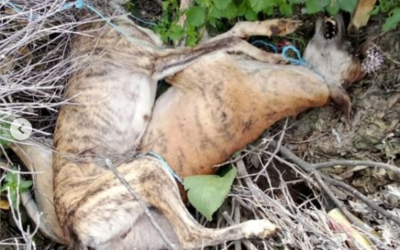 PACMA alerta de un repunte de casos de maltrato a perros de caza desde que se anunciase su exclusión de la Ley de Protección Animal