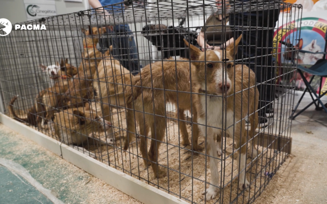 PACMA documenta perros encerrados en jaulas minúsculas en la feria cinegética de IFEMA en Madrid