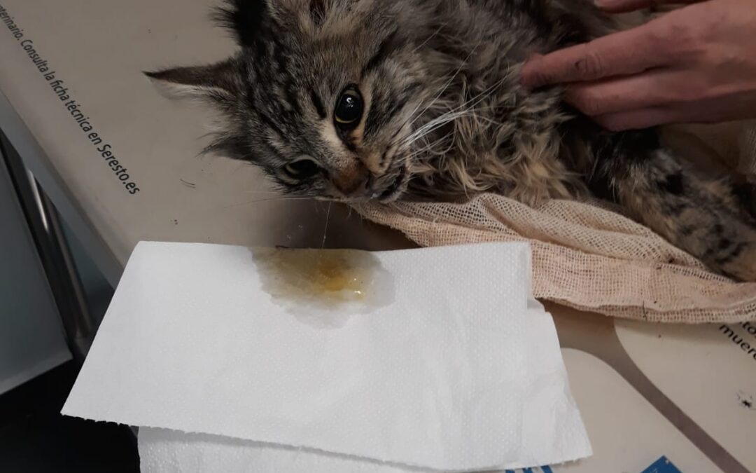 PACMA denuncia la aparición de una gata eviscerada y colgada de una portería de fútbol en un Instituto de Jaén