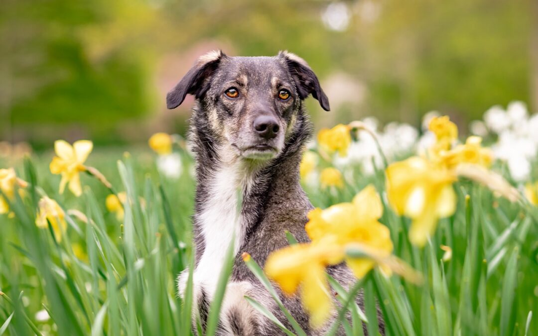 PACMA solicita la retirada de 130.000 bulbos de narcisos tóxicos del Paseo de Francia de Donostia
