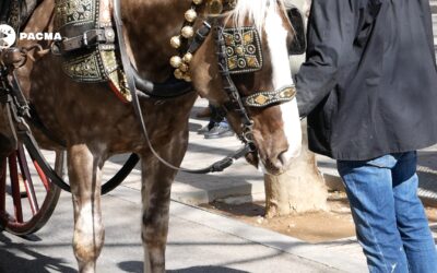 Patadas, cojeras y caballos con espuma y sangre en la boca durante el desfile de Els Tres Tombs de Terrassa