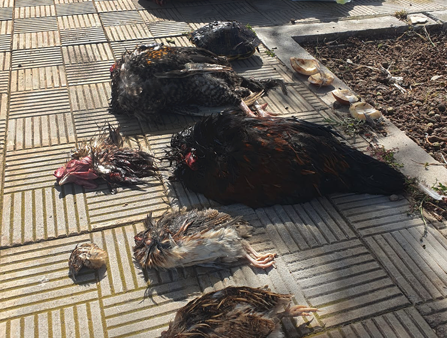 Terrorífico hallazgo en El Sobradillo: una cabra, una tortuga, dos gallos y dos pollitos aparecen decapitados en plena acera