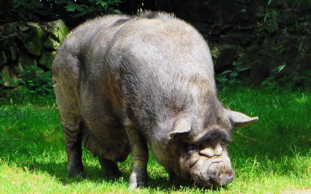 PACMA y FAADA piden reunión urgente con la Junta de Andalucía por la gestión de la fauna exótica invasora