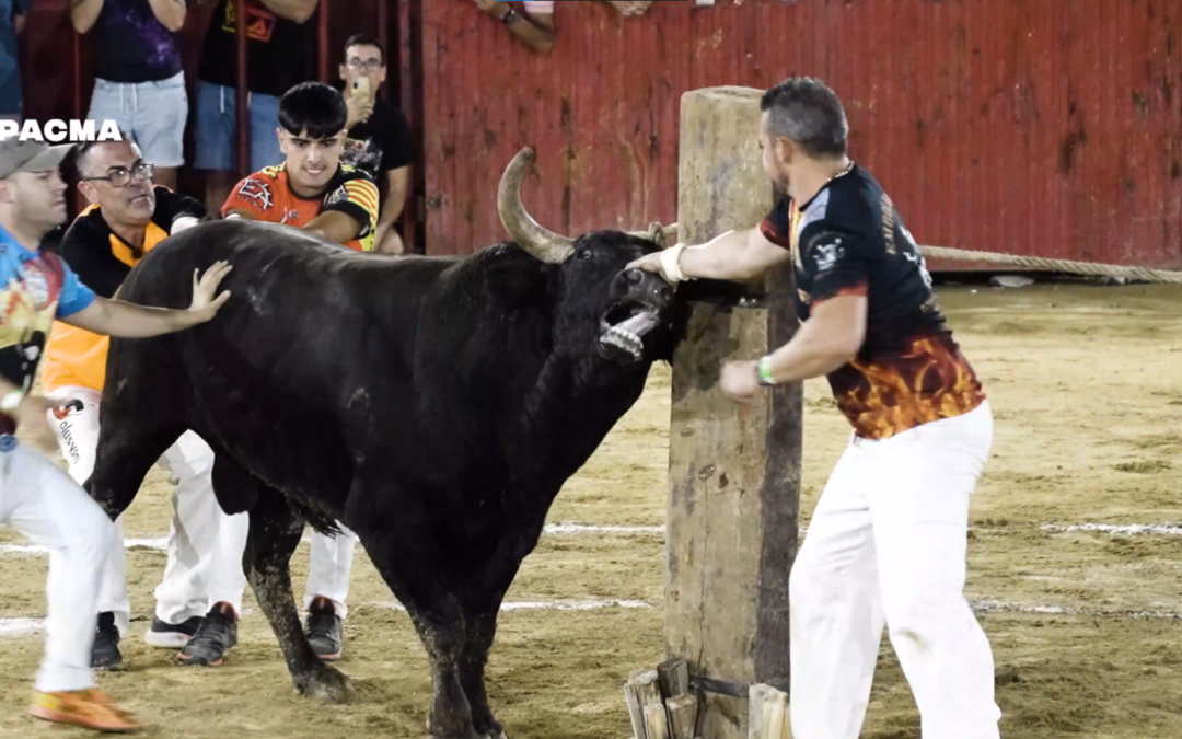 Documentamos el sufrimiento de varios toros en el concurso de emboladores de Montserrat