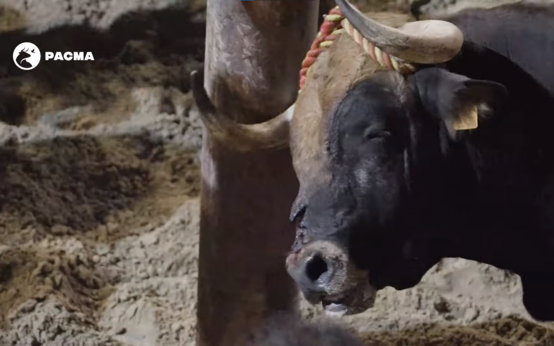 Un toro herido es embolado en una exhibición en el Grao de Castellón