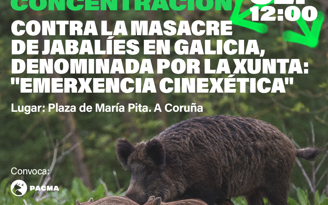 Convocamos una concentración en A Coruña contra la masacre de jabalíes en Galicia 