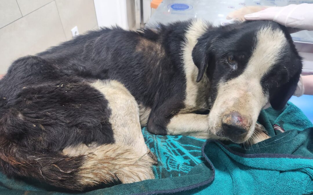 Muere uno de los cuatro perros del desguace de Peñarroya-Pueblonuevo al llegar al veterinario tras ser decomisado por una denuncia de PACMA