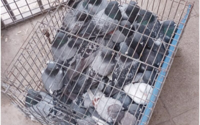 PACMA reclama al Ayuntamiento de Baza por la violación de normativas de bienestar animal tras la captura de palomas urbanas