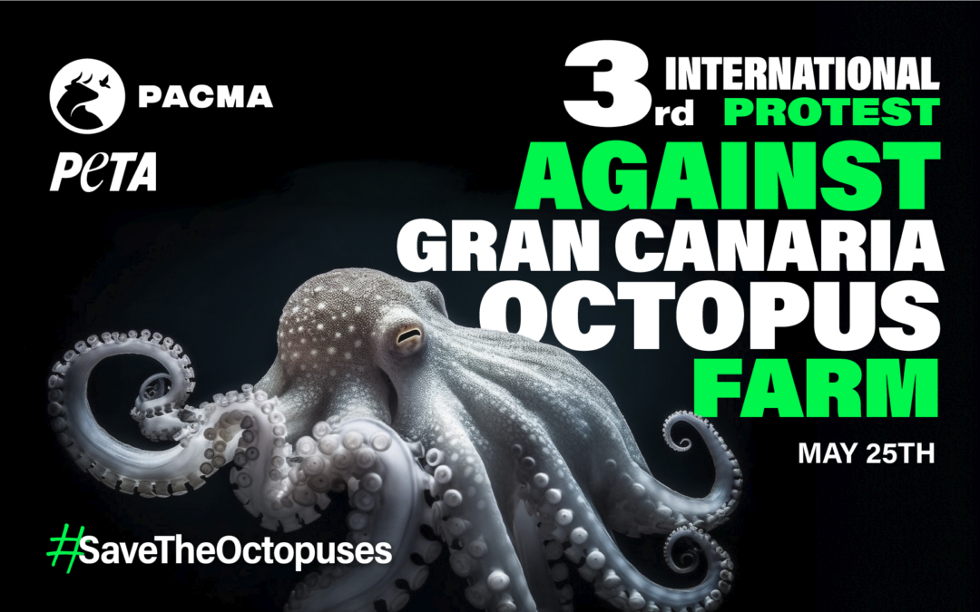 PACMA calls for a third international act against the octopus farm of Nueva Pescanova