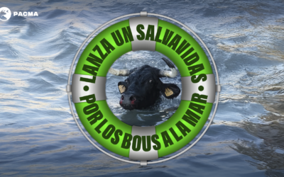 PACMA pone el foco en los bous a la mar de Dénia tras lograr suspender el Toro Júbilo