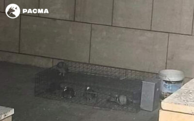 PACMA presenta escrito al Ayuntamiento de Oviedo denunciando el uso de jaulas trampa para palomas