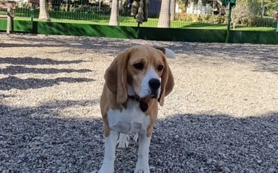 PACMA y el Defensor del Pueblo Andaluz se reúnen con el Ayuntamiento de Málaga para trabajar en mejoras del parque canino de Huelin