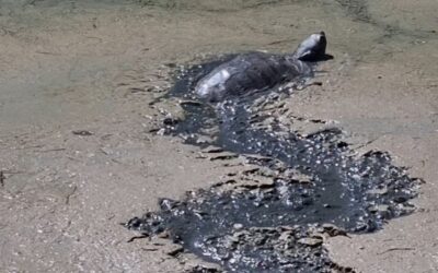 PACMA denuncia «la agónica situación» de los animales que viven en el Parque Tecnológico de Andalucía por la falta de agua