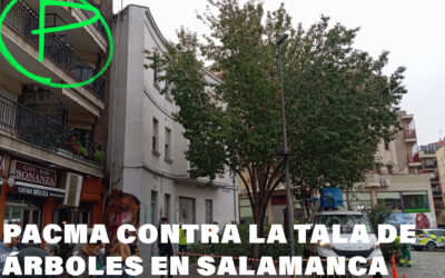 PACMA se posiciona contra la tala de árboles en la Plaza del Oeste de Salamanca entre quejas y protestas vecinales