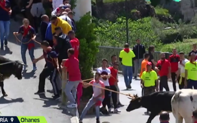 PACMA rechaza que los toros ensogados de San Marcos sean de Interés Turístico Andaluz