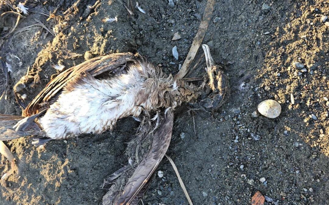 PACMA se querella contra el Ayuntamiento de Marbella por la muerte masiva de fauna en el embalse de Las Medranas