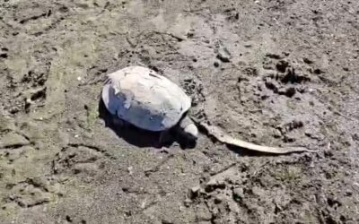 PACMA exige la dimisión de Javier García por la negligente gestión ambiental en el embalse de Las Medranas