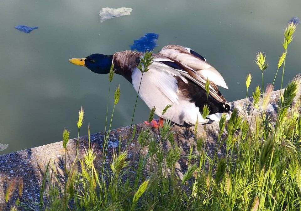 PACMA denuncia el mal estado del lago del Parque Juan Carlos I y pide una actuación urgente para evitar riesgos a la fauna 