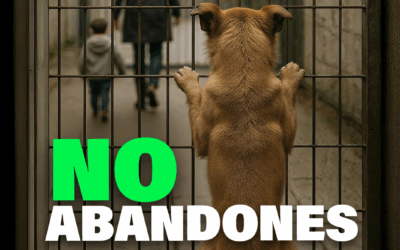El Partido Animalista PACMA lanza la campaña «No me abandones» para combatir el abandono de animales en verano