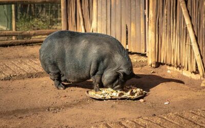 PACMA acude a Transparencia ante la falta de respuesta sobre la gestión de dos especies excepcionales en la Perrera de Badajoz