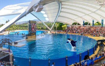 Luchamos hasta el último momento para que las orcas de Marineland no sean trasladadas a Loro Parque