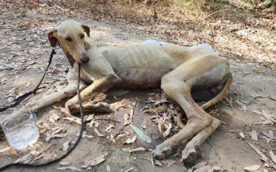 Suspenden hasta 2027 el juicio por los galgos apaleados y arrojados al río Guadaíra en 2020 porque el Juzgado olvidó citar a los testigos 