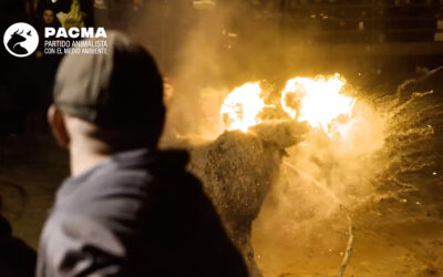 El Partido Animalista denuncia una agonía de más de dos horas en la celebración del polémico Toro Júbilo de Medinaceli