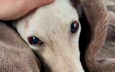 PACMA lanza un llamamiento para encontrar al responsable de tirar a la basura una perra de caza moribunda en Arahal