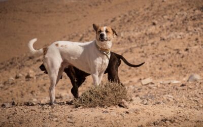 PACMA propone una nueva ley autonómica para situar a Extremadura a la vanguardia de la protección animal