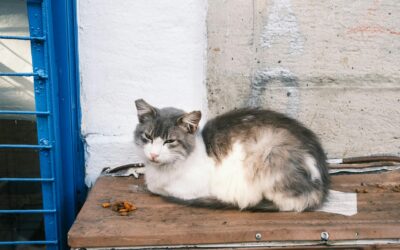 PACMA tacha de irresponsables las críticas del PSOE de Sant Josep a la inversión en colonias felinas