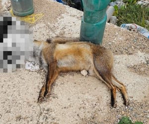 PACMA denuncia la “dejadez administrativa” ante la presencia prolongada de un zorro muerto en una vía pública de Murcia