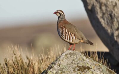 PACMA critica la declaración de la caza de perdiz con reclamo como Bien de Interés Cultural en la Región de Murcia