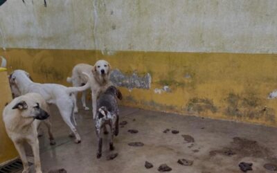 Animales viviendo entre excrementos: PACMA señala la gestión de Athisa en la perrera de Badajoz