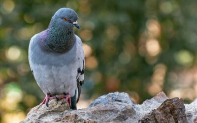 PACMA solicita frenar un contrato en Torrejón que contempla métodos letales contra la fauna urbana