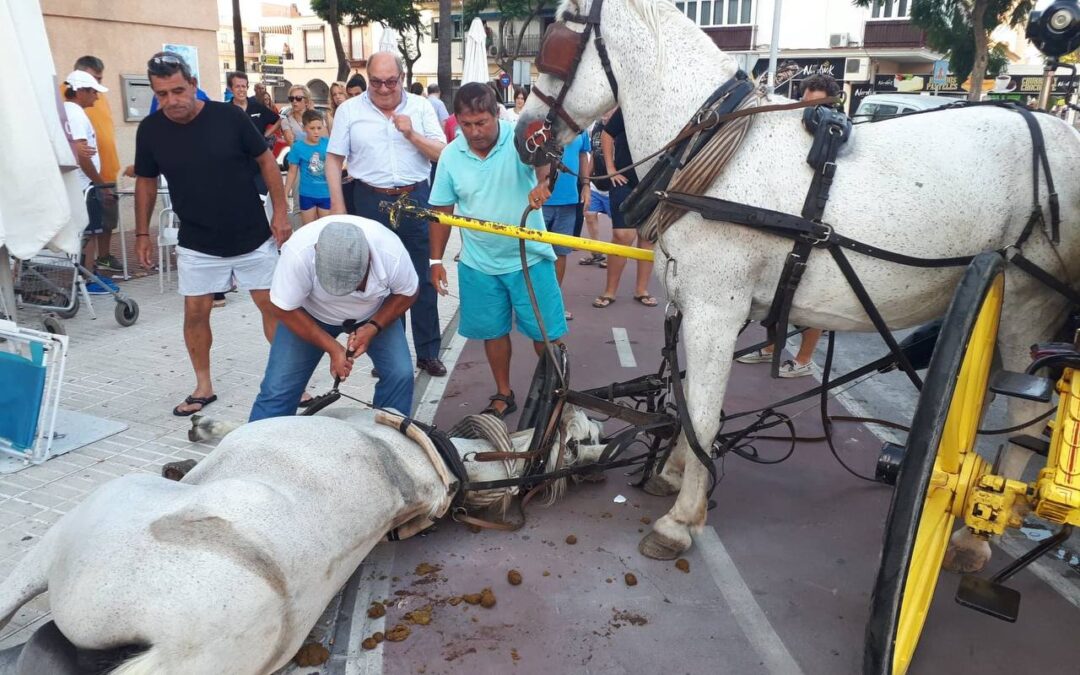 PACMA celebra la apertura de consulta pública sobre los coches de caballos en Sevilla, pero exige una transición hacia vehículos eléctricos