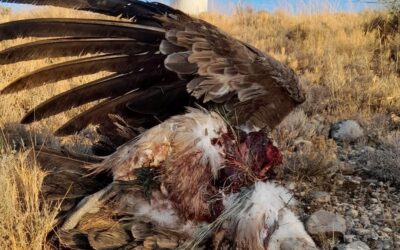 Renovables sí, pero no a cualquier precio: Más de 76.000 animales recogidos en Aragón evidencian el impacto mortal del despliegue eólico