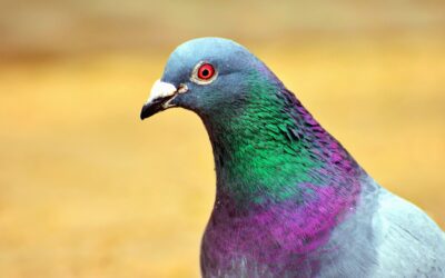 PACMA denuncia al Ayuntamiento de Baeza por promover la captura de aves con métodos letales