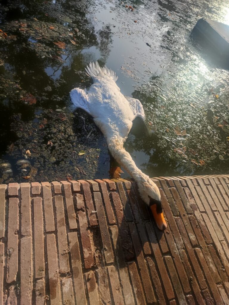 cisne muerto - icónica 2025